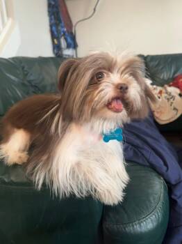 Shih Tzu and Yorkshire Terrier Dogs Available for Adoption in Grosse Pointe Farms, Michigan - Paula  | PetCurious