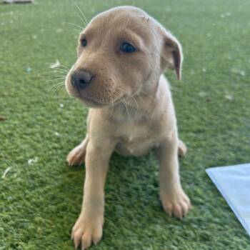 Mixed Breed Dogs Available for Adoption in Loxahatchee Groves, Florida - KANSAS 5775 | PetCurious
