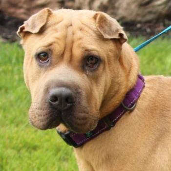 Hazel -  Shar Pei Dog for Adoption in Eaton, Ohio - Hazel | PetCurious