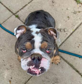 Stanley -  English Bulldog Dog for Adoption in Buffalo, New York - Stanley | PetCurious