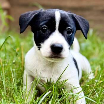 MESSI -  Chihuahua Dog for Adoption in Graham, Washington - MESSI | PetCurious
