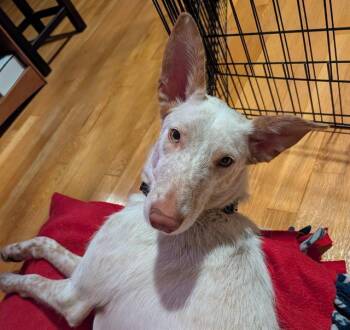 MARV -  Portuguese Podengo Dog for Adoption in Methuen, Massachusetts - MARV | PetCurious