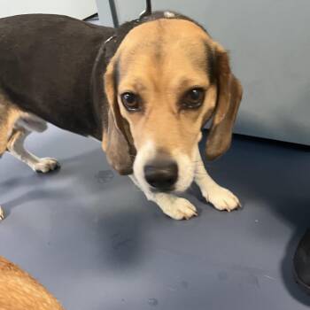 Beagle Dogs Available for Adoption in Greensboro, North Carolina - Sniffer "Buddy" | PetCurious