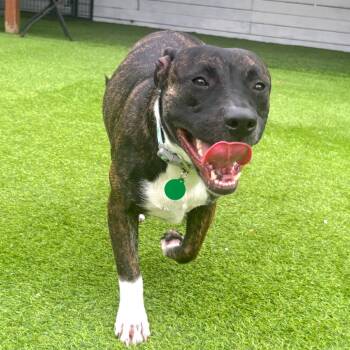 Billy -  Pit Bull Terrier Dog for Adoption in Tampa, Florida - Billy | PetCurious