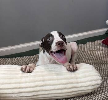 Doug -  Pit Bull Terrier and Australian Shepherd Dog for Adoption in Watertown, Connecticut - Doug | PetCurious