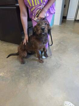 Dobbin / Charlie -  Poodle and Mixed Breed Dog for Adoption in Broomfield, Colorado - Dobbin / Charlie | PetCurious