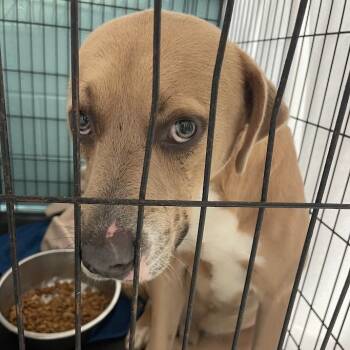 Rescue Mixed Breed Dogs for Adoption in Port Charlotte, Florida - Jabo | PetCurious
