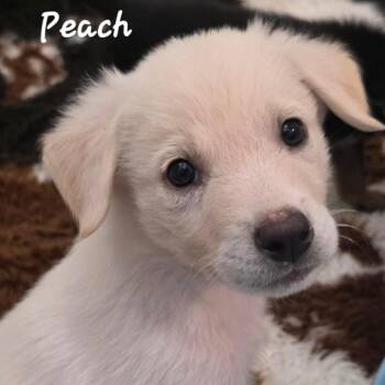 Terrier Dogs Available for Adoption in Austin, Texas - Peach DD | PetCurious