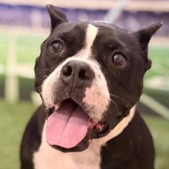Mary Lumi -  Mixed Breed Dog for Adoption in New York, New York - Mary Lumi | PetCurious