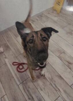 Bart - 2 -  Belgian Shepherd Malinois and Mixed Breed Dog for Adoption in Daytona Beach, Florida - Bart - 2 | PetCurious