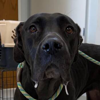 Rescue Great Dane Dogs for Adoption in Jacksonville, Arkansas - Zara | PetCurious