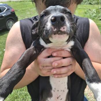 Terry (Male 4) -  Labrador Retriever Dog for Adoption in Fairfax Station, Virginia - Terry (Male 4) | PetCurious