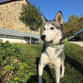 Astrid -  Siberian Husky Dog for Adoption in Phoenixville, Pennsylvania - Astrid | PetCurious