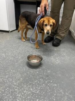 Helen -  Hound Dog for Adoption in Morristown, Tennessee - Helen | PetCurious