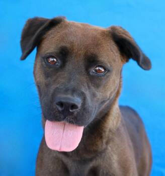 SHADOW -  Labrador Retriever Dog for Adoption in Pasadena, California - SHADOW | PetCurious