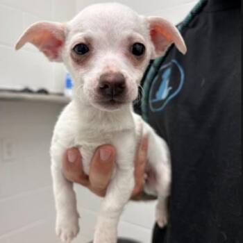 Chihuahua Dogs Available for Adoption in Corpus Christi, Texas - Jose | PetCurious