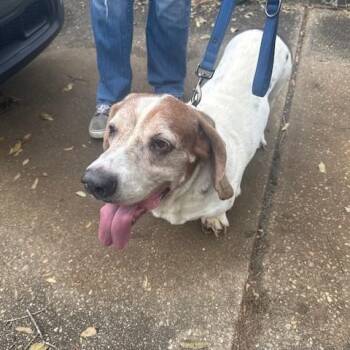Sid -  Basset Hound Dog for Adoption in Auburndale, Florida - Sid | PetCurious