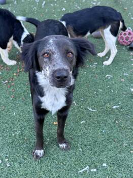 Faith -  Australian Cattle Dog Blue Heeler and Australian Shepherd Dog for Adoption in Bend, Oregon - Faith | PetCurious