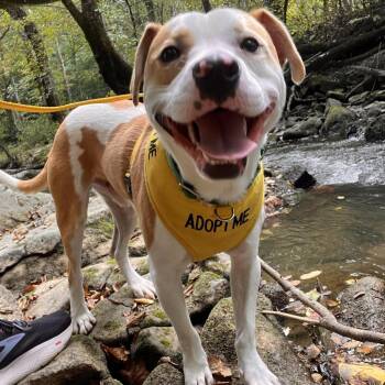 Brix -  Terrier Dog for Adoption in Greensboro, North Carolina - Brix | PetCurious