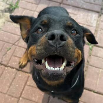 Rottweiler Dogs Available for Adoption in Polk, Ohio - Ember | PetCurious