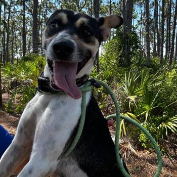 Chasy -  Mixed Breed Dog for Adoption in Englewood, Florida - Chasy | PetCurious