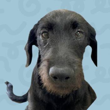 Justine -  Black Labrador Retriever and Terrier Dog for Adoption in Reno, Nevada - Justine | PetCurious