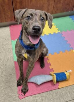 Seven -  Mixed Breed Dog for Adoption in Hamilton, Ohio - Seven | PetCurious