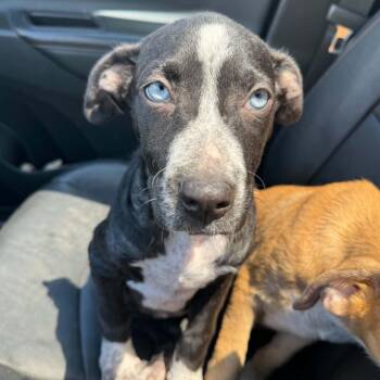 Cagney -  Pit Bull Terrier and Australian Shepherd Dog for Adoption in Brockport, New York - Cagney | PetCurious