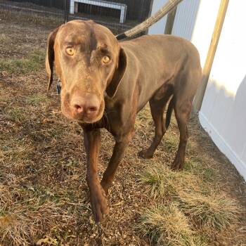 Chocolate Labrador Retriever and Doberman Pinscher Dogs Available for Adoption - Sterling | PetCurious