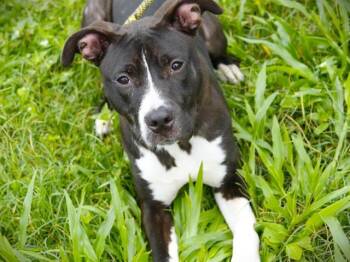 Rescue American Staffordshire Terrier Dogs for Adoption in Tallahassee, Florida - MELON | PetCurious