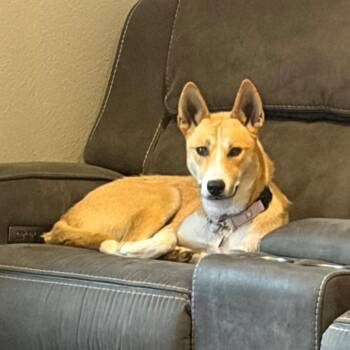 Gromit -  Mixed Breed Dog for Adoption in Bismarck, North Dakota - Gromit | PetCurious
