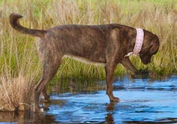 Magic*/pinto/chelsea -  Labrador Retriever Dog for Adoption in Kingman, Arizona - Magic*/pinto/chelsea | PetCurious