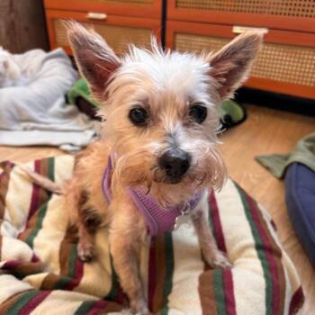 Beach Bum 14563 -  Norwich Terrier Dog for Adoption in San Francisco, California - Beach Bum 14563 | PetCurious