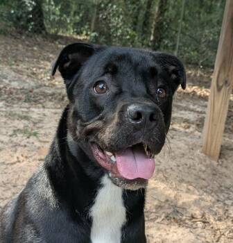 Dono -  Bulldog and Labrador Retriever Dog for Adoption in Ozark, Alabama - Dono | PetCurious