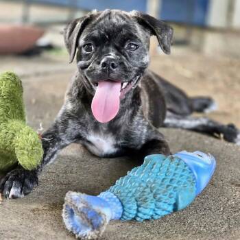 Cupcake -  Pug and Boston Terrier Dog for Adoption in Baytown, Texas - Cupcake | PetCurious