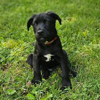 Mixed Breed and Black Labrador Retriever Dogs Available for Adoption in Springfield, Missouri - Kona | PetCurious