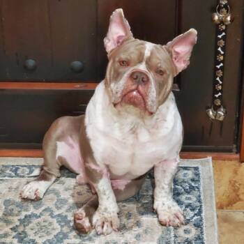 Bennie -  French Bulldog Dog for Adoption in New Orleans, Louisiana - Bennie | PetCurious