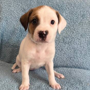Daphne -  Cattle Dog and Mixed Breed Dog for Adoption in St. Peters, Missouri - Daphne | PetCurious