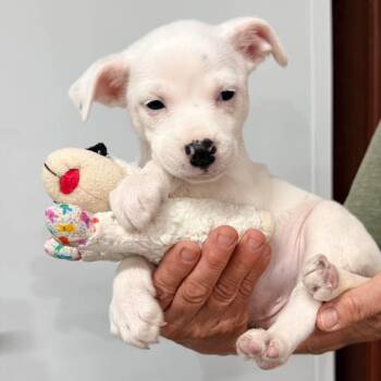 Boston Terrier Dogs Available for Adoption in Glocester, Rhode Island - Kandie | PetCurious