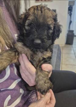 Poodle Dogs Available for Adoption in Iron Ridge, Wisconsin - Dawn | PetCurious