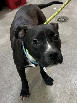 CARLA -  Pit Bull Terrier Dog for Adoption - CARLA | PetCurious