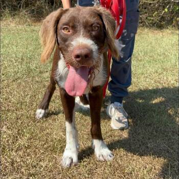 Hunter -  Mixed Breed Dog for Adoption in Auburn, Alabama - Hunter | PetCurious