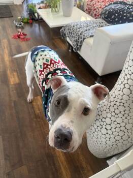 Rescue American Bulldog Dogs for Adoption in Santa Monica, California - Georgy | PetCurious