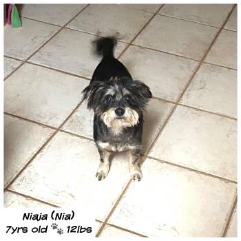 Rescue Chihuahua and Poodle Dogs for Adoption in Edmond, Oklahoma - Niaja | PetCurious