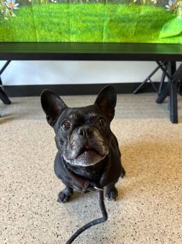 French Bulldog Dogs Available for Adoption in Newberg, Oregon - Soju | PetCurious