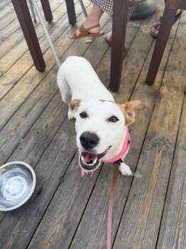 Carmela -  Jack Russell Terrier and Dachshund Dog for Adoption in Aurora, Colorado - Carmela | PetCurious