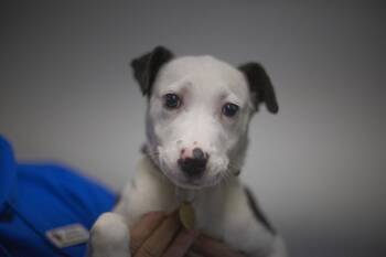 Dancer -  Border Collie and Labrador Retriever Dog for Adoption in Mountain Home, Arkansas - Dancer | PetCurious
