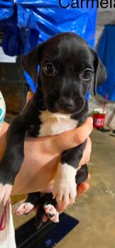 Carmela pups -  Beagle and Black Labrador Retriever Dog for Adoption in Brooksville, Florida - Carmela Pups | PetCurious