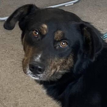 109457 -  Mixed Breed Dog for Adoption in Las Cruces, New Mexico - 109457 | PetCurious
