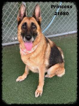 PRINCESS -  German Shepherd Dog Dog for Adoption in Marietta, Georgia - PRINCESS | PetCurious